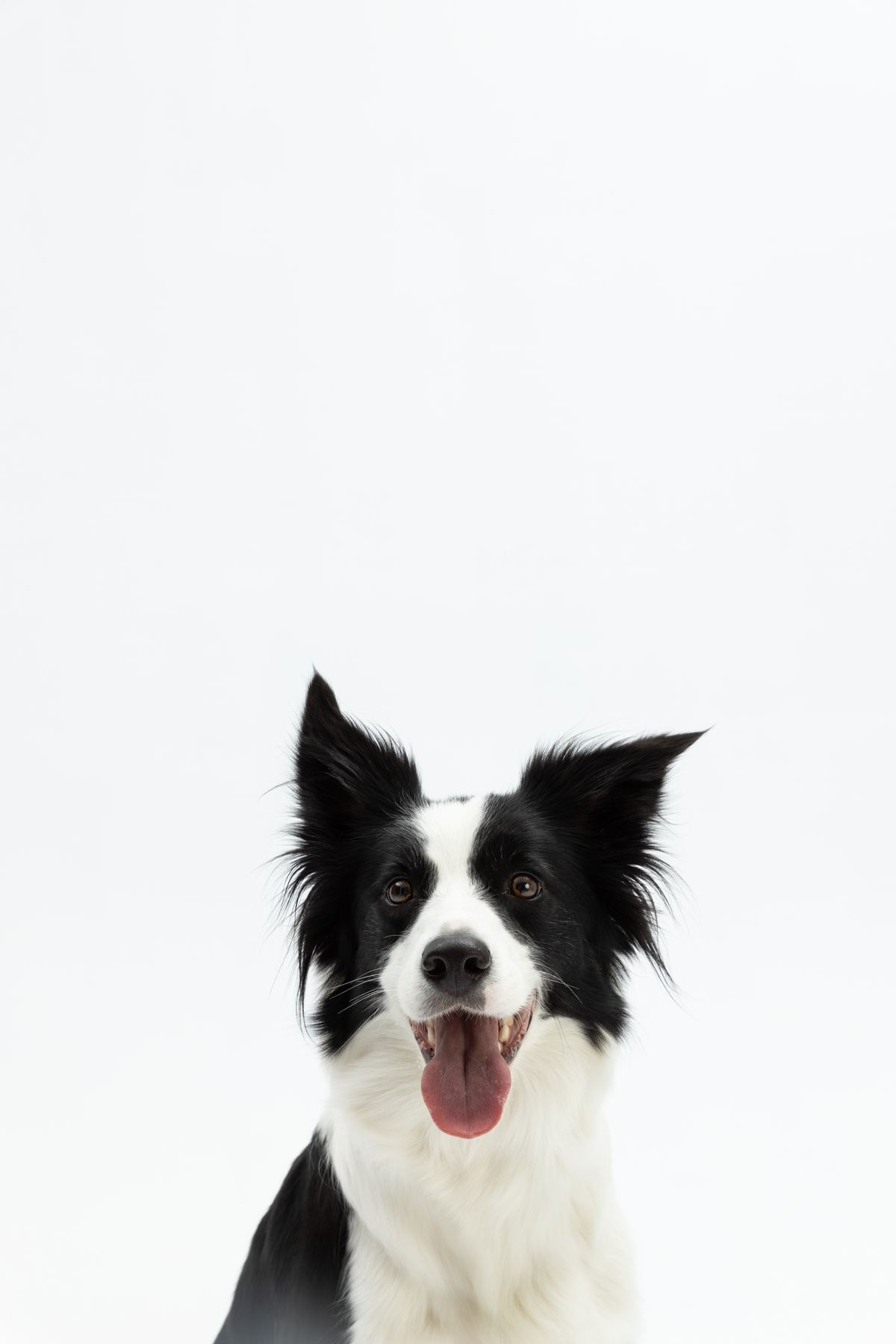 Chilli — portret