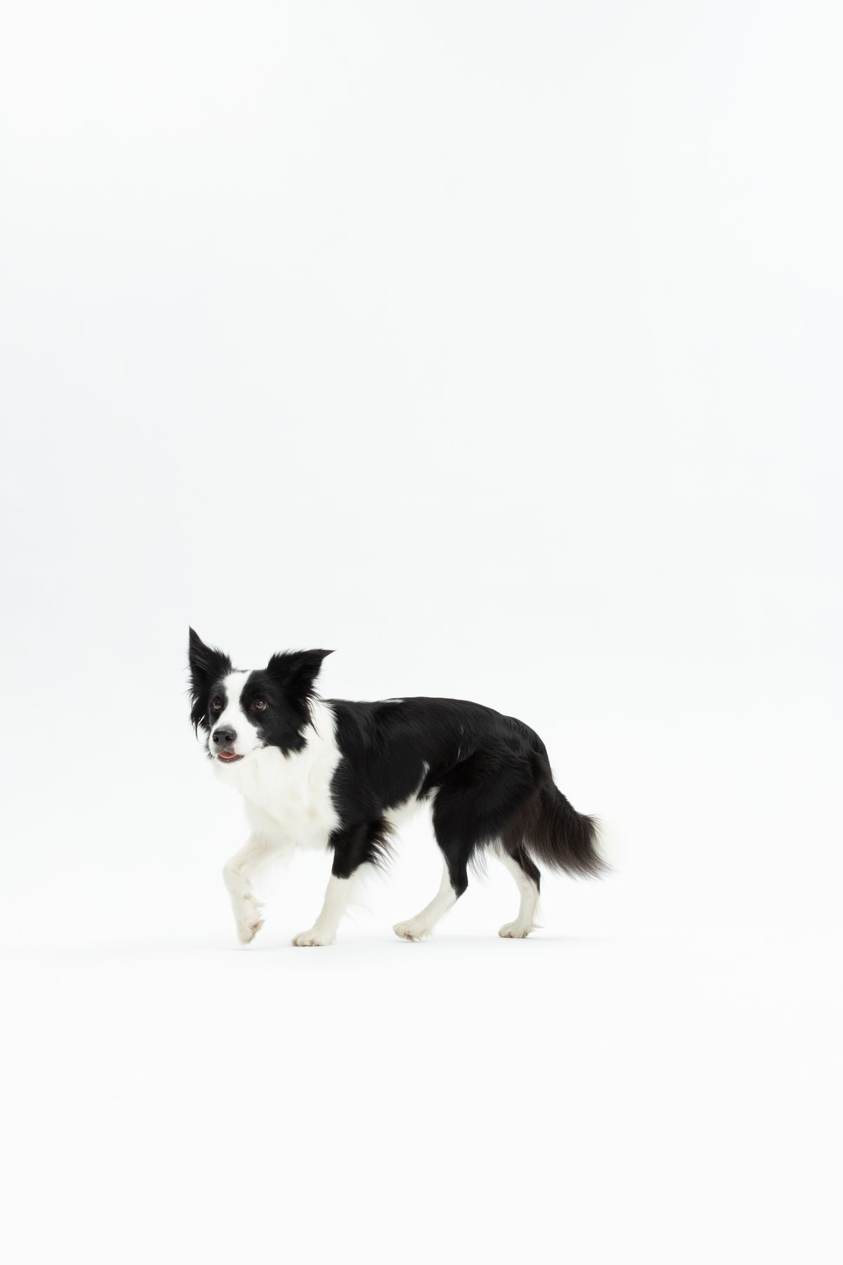 Chilli — tryptyk 3