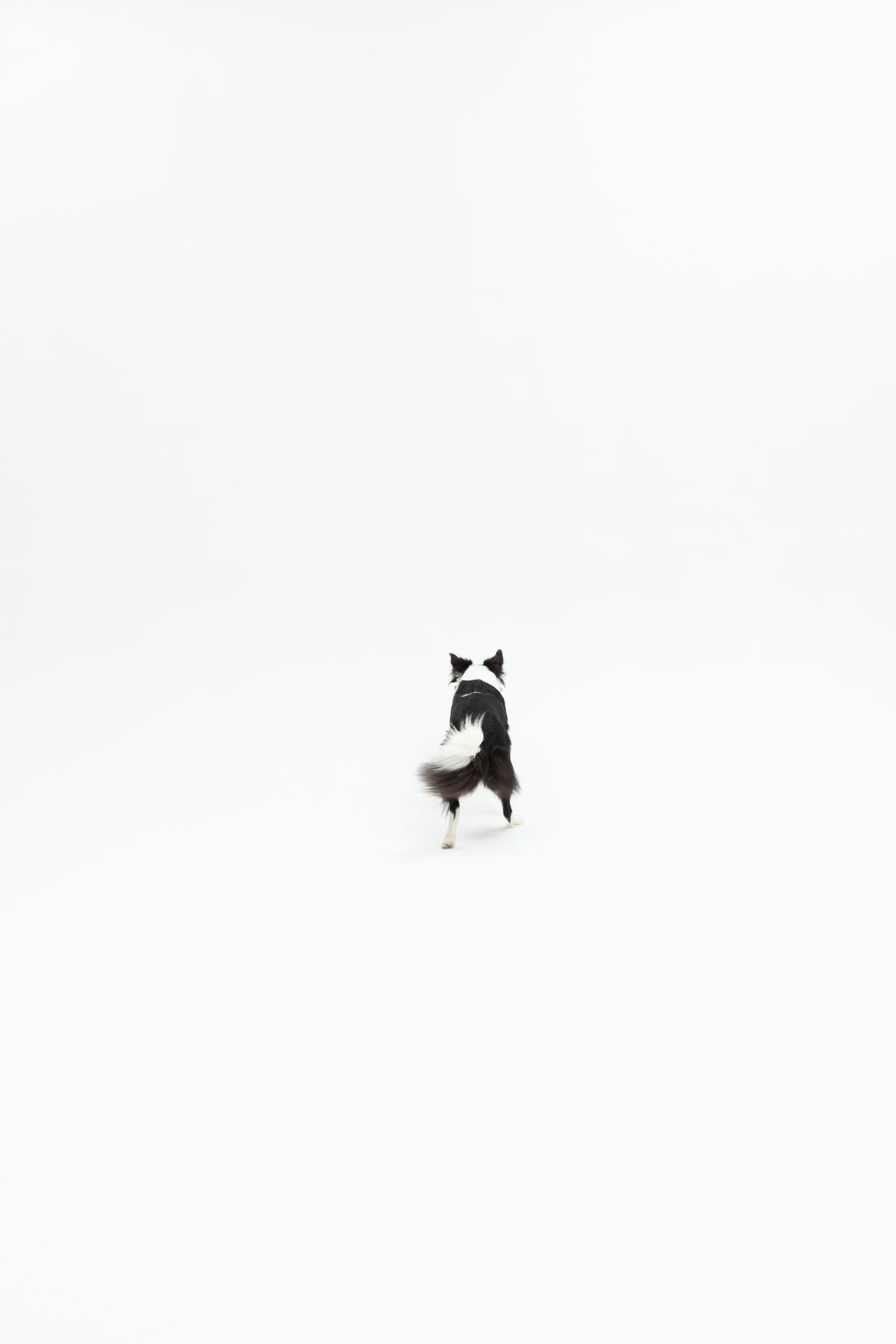 Mały border collie na środku pustego, białego studia
